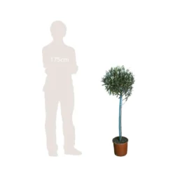 Olivier, Olea Europeae : H100 Cm Tige Pot D20cm -Magasin De Plantes De Qualité 316246 002