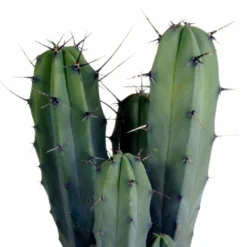 Myrtillocactus - H40cm, ø17cm - Plante D'intérieur Facile D'entretien -Magasin De Plantes De Qualité 33303d85be75e3e9