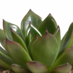 Echeveria Et Leurs Caches-pots Terracotta, Box De 3 Plantes - H12cm, ø9,5cm - Plantes D'intérieur -Magasin De Plantes De Qualité 338a0e65703008fb