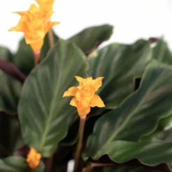 Calathea Crocata - H40cm, ø14cm - Plante D'intérieur -Magasin De Plantes De Qualité 35d587b502adbf68