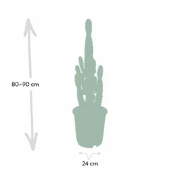 Euphorbia Acrurensis - H80cm, ø24cm - Grande Plante D'intérieur 8 Euphorbia Acrurensis - H80cm, ø24cm - Grande Plante D'intérieur -Magasin De Plantes De Qualité 374eeba9c2f25f69