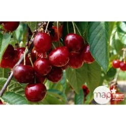 Cerisier Bigarreau Géant D'Hedelfingen 1/2 Tige 2ans âge Ctr 15L -Magasin De Plantes De Qualité 37597 002