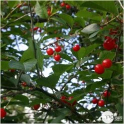 Cerisier Griotte Montmorency : ½ Tige, 4-5 Ans, H 170-180 Cm -Magasin De Plantes De Qualité 37611 006