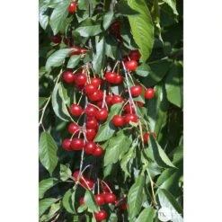 Cerisier Griotte Montmorency : ½ Tige, 4-5 Ans, H 170-180 Cm -Magasin De Plantes De Qualité 37611 009