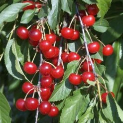 Cerisier Griotte Montmorency : ½ Tige, 4-5 Ans, H 170-180 Cm -Magasin De Plantes De Qualité 37611 010