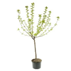 Cerisier Bigarreau Moreau : Gobelet 3 Ans D'âge Ctr 12 Litres -Magasin De Plantes De Qualité 37620 004