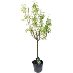 Poirier Beurré Hardy : Gobelet 3 Ans D'âge Ctr 12 Litres -Magasin De Plantes De Qualité 37673 002
