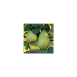 Poirier Beurré Hardy : Gobelet 3 Ans D'âge Ctr 12 Litres -Magasin De Plantes De Qualité 37673 003