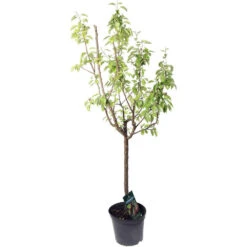 Poirier Louise Bonne : Gobelet 3 Ans D'âge Ctr 12 Litres -Magasin De Plantes De Qualité 37702 002