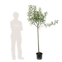 Pommier Melrose : ½ Tige, 4-5 Ans, H 170-180 Cm -Magasin De Plantes De Qualité 37765 007