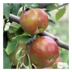 Pommier Melrose : ½ Tige, 4-5 Ans, H 170-180 Cm -Magasin De Plantes De Qualité 37765 008
