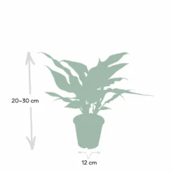 Aglaonema Maria - H30cm, ø12cm - Plante D'intérieur -Magasin De Plantes De Qualité 3baf4ef3152d85dd