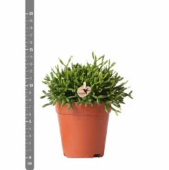 Rhipsalis Baccifera - H15cm, ø9cm - Plante D'intérieur -Magasin De Plantes De Qualité 3e1dfaec75687e9f