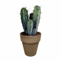 Myrtillocactus - H40cm, ø17cm - Plante D'intérieur Facile D'entretien -Magasin De Plantes De Qualité 3faa7c176cdf6c7b