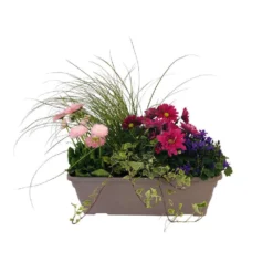 Jardinière De Bisannuelles Et Vivaces 40 Cm - Coloris Variables -Magasin De Plantes De Qualité 417571 004
