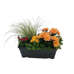 Jardinière De Bisannuelles Et Vivaces 40 Cm - Coloris Variables -Magasin De Plantes De Qualité 417571 007