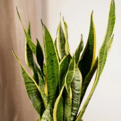 Sansevieria Laurentii - H65cm, ø17cm - Plante D'intérieur Sans Entretien -Magasin De Plantes De Qualité 426573eb7a63c038