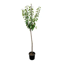 Prunier Quetsche Stanley : Demi Tige