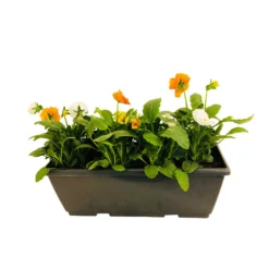 Pensée : Jardinière Colorée 40 Cm - Coloris Variables -Magasin De Plantes De Qualité 431665 006