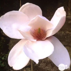 Primevères En Jardinière De 40cm Couleur - Coloris Variables -Magasin De Plantes De Qualité 440466 006