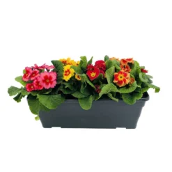 Primevères En Jardinière De 40cm Couleur - Coloris Variables -Magasin De Plantes De Qualité 440466 008