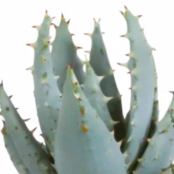 Gasteria, Haworthia Et Leurs Caches-pots, Box De 5 Plantes - H11cm, ø6,5cm - Plantes D'intérieur 8 Gasteria, Haworthia Et Leurs Caches-pots, Box De 5 Plantes - H11cm, ø6,5cm - Plantes D'intérieur -Magasin De Plantes De Qualité 442d1c683b3d163f