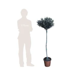 Olivier, Olea Europaea, Sur Tige H120/140cm : Pot D24cm -Magasin De Plantes De Qualité 471424 002