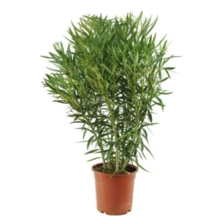 Magasin De Plantes De Qualité -Magasin De Plantes De Qualité 488750 004
