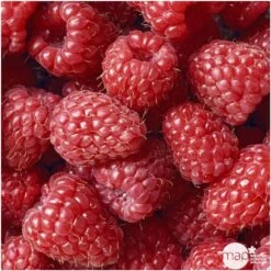 Framboisier 'Glen Ample' Bio : Pot De 3 Litres