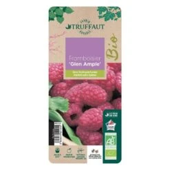 Framboisier 'Glen Ample' Bio : Pot De 3 Litres -Magasin De Plantes De Qualité 492120 006