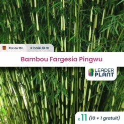 11 X Bambou Fargesia Pingwu En Pot De 10 L