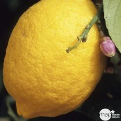 Citronnier 4 Saisons:AB Conteneur 3 Litres -Magasin De Plantes De Qualité 493516 001