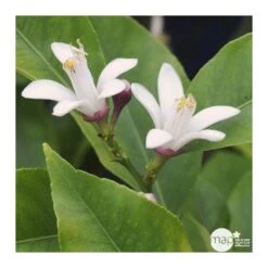 Citronnier 4 Saisons:AB Conteneur 3 Litres -Magasin De Plantes De Qualité 493516 002