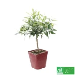 Kumquat : Ctr 3 Litres, Agriculture Biologique -Magasin De Plantes De Qualité 493534 003