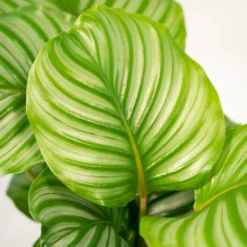 Calathea Orbifolia - H65cm, ø19cm - Plante D'intérieur -Magasin De Plantes De Qualité 494e9cfff88b8eac
