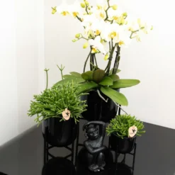 Rhipsalis Baccifera - H10cm, ø6cm - Plante D'intérieur -Magasin De Plantes De Qualité 4b83bd2ab48d9579