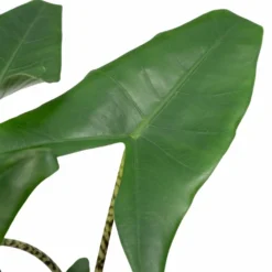 Alocasia Zebrina - H75cm, ø19cm - Grande Plante D'intérieur -Magasin De Plantes De Qualité 4d92f21551794d46