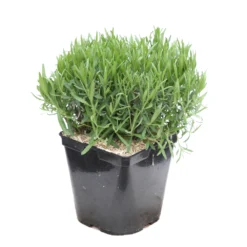 Lavandula Angustifolia Anna : C. 3L