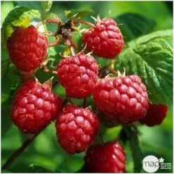 Framboisier 'Héritage' : Pot De 5 Litres