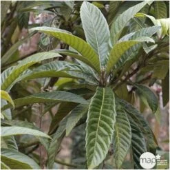 Eriobotrya 'Japonica': Ctr 18L -Magasin De Plantes De Qualité 532439 004