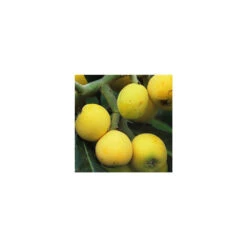Eriobotrya 'Japonica': Ctr 18L -Magasin De Plantes De Qualité 532439 005