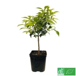 Yuzu AB:pot 3L -Magasin De Plantes De Qualité 540978 005
