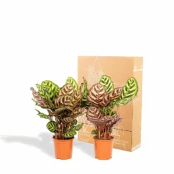 Calathea Makoyana Duo - Plantes D'intérieur -Magasin De Plantes De Qualité 5418cd57583384fb