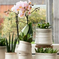 Crassula - H18cm, ø9cm - Plante D'intérieur 6 Crassula - H18cm, ø9cm - Plante D'intérieur -Magasin De Plantes De Qualité 54972b4e5147b8f7