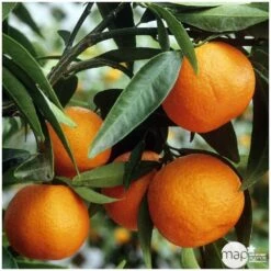 Agrumes XXL: C 5L - Variétés Variables