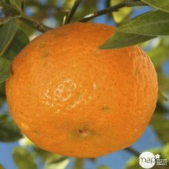 Agrumes XXL: C 5L - Variétés Variables -Magasin De Plantes De Qualité 552321 003