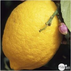 Agrumes XXL: C 5L - Variétés Variables -Magasin De Plantes De Qualité 552321 004