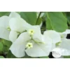 Bougainvillea : Pyramide D17cm - Coloris Variables