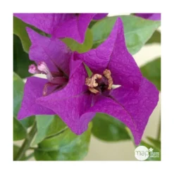 Bougainvillea : Pyramide D17cm - Coloris Variables -Magasin De Plantes De Qualité 556286 003