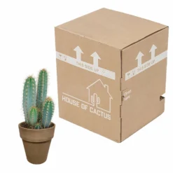 Pilosocereus Azureus Et Son Cache-pot Marron - H40cm, ø17cm - Plante D'intérieur -Magasin De Plantes De Qualité 5a33834f87ba2412